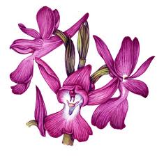 Attēlu rezultāti vaicājumam “Orchidaceae”