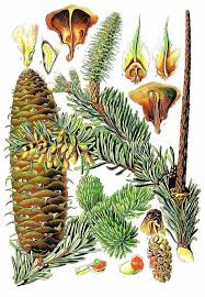 Attēlu rezultāti vaicājumam “Abies alba”