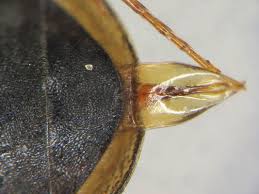 Attēlu rezultāti vaicājumam “Enochrus affinis”