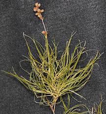 Attēlu rezultāti vaicājumam “Stuckenia pectinata leaf”