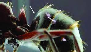 Attēlu rezultāti vaicājumam “Camponotus herculeanus”