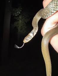 Attēlu rezultāti vaicājumam “Natrix natrix”