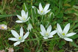 Attēlu rezultāti vaicājumam “Ornithogalum umbellatum”