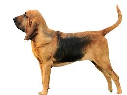 Image result for Carlisle BloodHounds