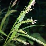 Attēlu rezultāti vaicājumam “Carex sylvatica fruit”