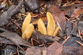 Attēlu rezultāti vaicājumam “Otidea leporina”