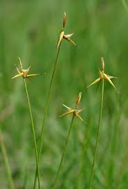 Attēlu rezultāti vaicājumam “Carex pauciflora”