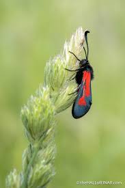 Attēlu rezultāti vaicājumam “Zygaena cocoon”