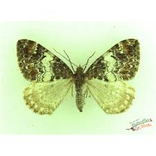 Attēlu rezultāti vaicājumam “Dysstroma truncata”