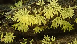 Attēlu rezultāti vaicājumam “Ceratiomyxa fruticulosa sessile”