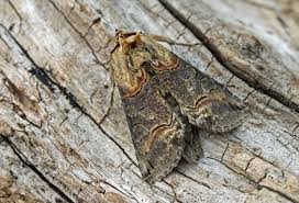 Attēlu rezultāti vaicājumam “Abrostola triplasia”