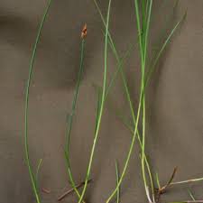 Attēlu rezultāti vaicājumam “Carex chordorrhiza”