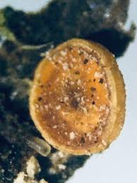 Attēlu rezultāti vaicājumam “Hymenoscyphus sp.”