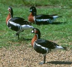 Attēlu rezultāti vaicājumam “Branta ruficollis”