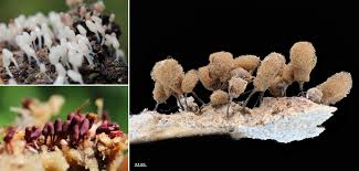 Attēlu rezultāti vaicājumam “Arcyria denudata young”