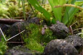 Attēlu rezultāti vaicājumam “Bryum pallens sporophyte”