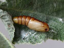 Attēlu rezultāti vaicājumam “Pandemis cerasana”