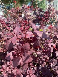 Attēlu rezultāti vaicājumam “Cotinus coggygria flower”