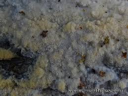 Attēlu rezultāti vaicājumam “Oxyporus corticola”