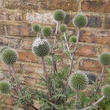 Attēlu rezultāti vaicājumam “Echinops sphaerocephalus flower”