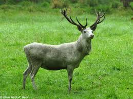 Attēlu rezultāti vaicājumam “Cervus elaphus”