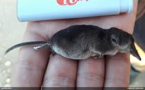 Attēlu rezultāti vaicājumam “Sorex sp.”