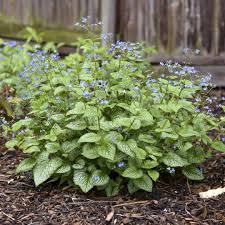 Image result for Brunnera `Jack Frost`
