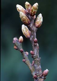 Attēlu rezultāti vaicājumam “Quercus robur bud”