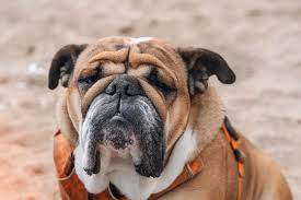 Afbeeldingsresultaat voor honden