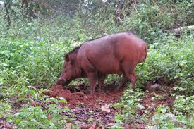 Attēlu rezultāti vaicājumam “Sus scrofa”
