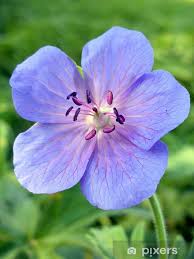 Attēlu rezultāti vaicājumam “Geranium pratense flower”