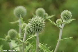 Attēlu rezultāti vaicājumam “Echinops sphaerocephalus leaf”