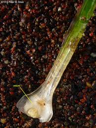 Attēlu rezultāti vaicājumam “Isoetes echinospora”