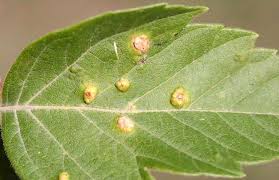 Attēlu rezultāti vaicājumam “Eriophyes laevis”