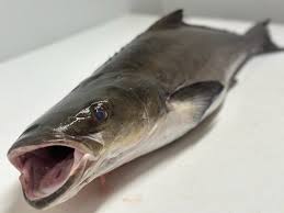 Image result for Rachycentron canadum