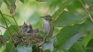 Attēlu rezultāti vaicājumam “Muscicapa striata nest”