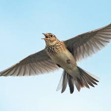 Attēlu rezultāti vaicājumam “Alauda arvensis”