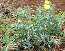 Attēlu rezultāti vaicājumam “Papaver argemone fruit”