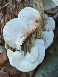 Attēlu rezultāti vaicājumam “Antrodiella semisupina”