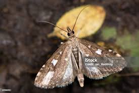 Attēlu rezultāti vaicājumam “Udea olivalis”