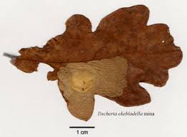 Attēlu rezultāti vaicājumam “Tischeria ekebladella”