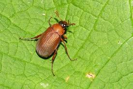 Attēlu rezultāti vaicājumam “Serica brunnea”