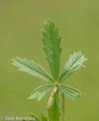Attēlu rezultāti vaicājumam “Potentilla erecta leaf”