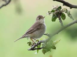 Attēlu rezultāti vaicājumam “Hippolais caligata”