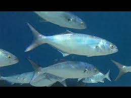 Image result for Pomatomus saltatrix