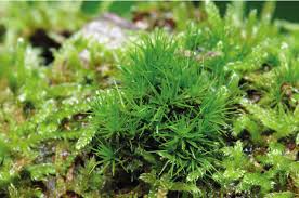 Attēlu rezultāti vaicājumam “Dicranum viride”