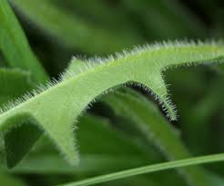 Attēlu rezultāti vaicājumam “Leontodon hispidus leaf”