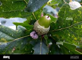Attēlu rezultāti vaicājumam “Quercus robur fruit”