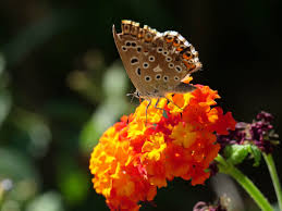 Attēlu rezultāti vaicājumam “Lycaeniinae”