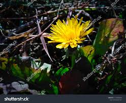 Attēlu rezultāti vaicājumam “Taraxacum suecicum flower”